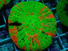 画像1: No.2 オーストラリア産 スコリミア　Bleeding Apple (1)