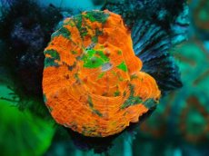 画像1: No.3 オーストラリア産 スコリミア　 (1)