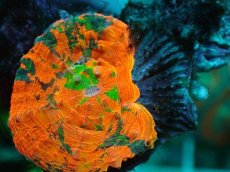 画像2: No.3 オーストラリア産 スコリミア　 (2)