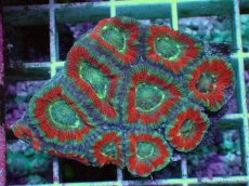 画像1: No.69 カクオオトゲキクメイシ ツートン (1)