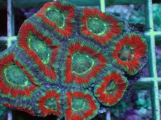 画像2: No.69 カクオオトゲキクメイシ ツートン (2)