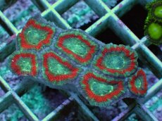 画像1: No.70 カクオオトゲキクメイシ ツートン (1)