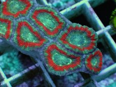 画像2: No.70 カクオオトゲキクメイシ ツートン (2)