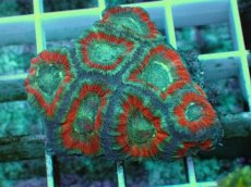 画像1: No.71 カクオオトゲキクメイシ ツートン (1)