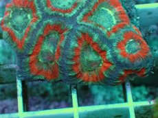 画像2: No.71 カクオオトゲキクメイシ ツートン (2)