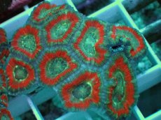 画像1: No.72 カクオオトゲキクメイシ ツートン (1)