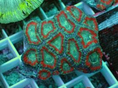 画像1: No.73 カクオオトゲキクメイシ ツートン (1)