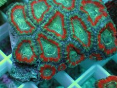 画像2: No.73 カクオオトゲキクメイシ ツートン (2)