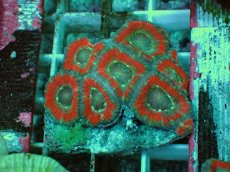 画像1: No.74 カクオオトゲキクメイシ ツートン (1)