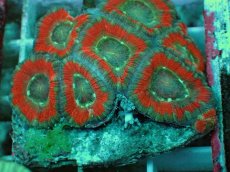 画像2: No.74 カクオオトゲキクメイシ ツートン (2)