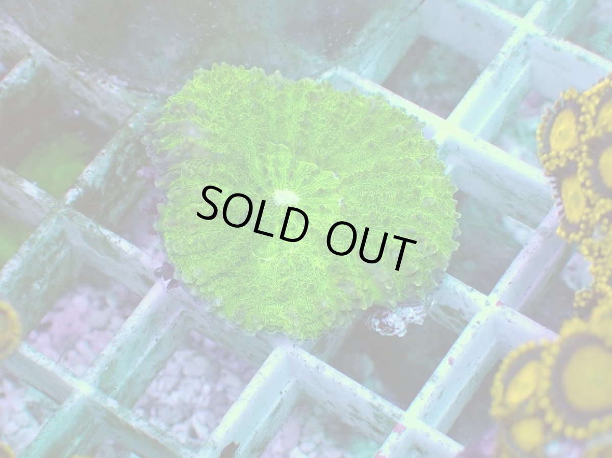 画像1: No.1 ハナガタサンゴ グリーン (1)