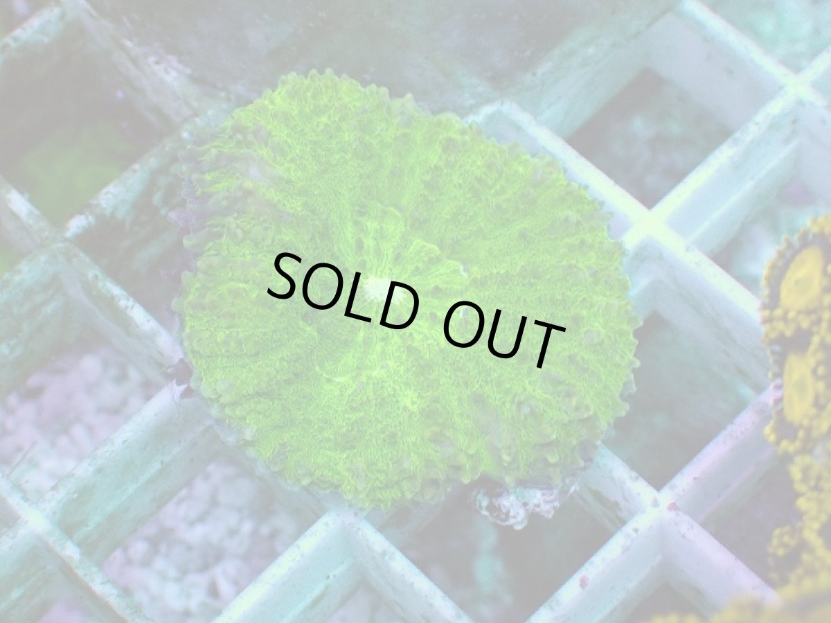 画像2: No.1 ハナガタサンゴ グリーン (2)