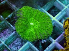 画像2: No.1 ハナガタサンゴ グリーン (2)