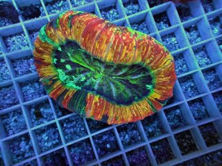 オオバナ を買うならアクアスタイルユー｜大阪からサンゴを全国に販売