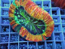画像2: No.117 オオバナサンゴ スペシャル個体 (2)
