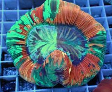 画像1: No.118 オオバナサンゴ スペシャル個体 (1)