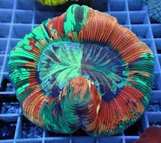 画像2: No.118 オオバナサンゴ スペシャル個体 (2)