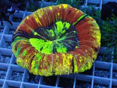 画像1: No.119 オオバナサンゴ スペシャル個体 (1)