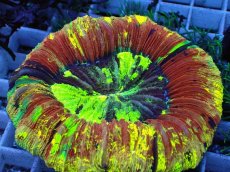 画像2: No.119 オオバナサンゴ スペシャル個体 (2)