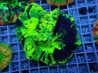 オオバナ を買うならアクアスタイルユー｜大阪からサンゴを全国に販売