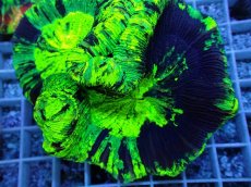 画像2: No.120 オオバナサンゴ スペシャル個体 (2)