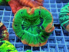 画像1: No.121 オオバナサンゴ スペシャル個体 (1)