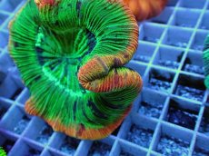 画像2: No.121 オオバナサンゴ スペシャル個体 (2)