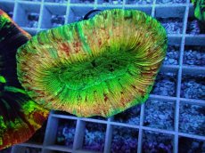 画像1: No.122 オオバナサンゴ スペシャル個体 (1)