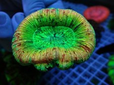 画像2: No.122 オオバナサンゴ スペシャル個体 (2)