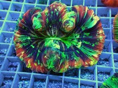 画像1: No.123 オオバナサンゴ スペシャル個体 (1)