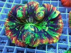 画像2: No.123 オオバナサンゴ スペシャル個体 (2)