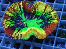 画像1: No.124 オオバナサンゴ スペシャル個体 (1)