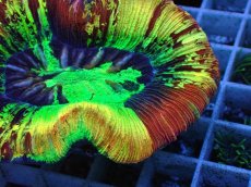 画像2: No.124 オオバナサンゴ スペシャル個体 (2)