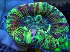 画像1: No.125 オオバナサンゴ スペシャル個体 (1)