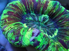 画像2: No.125 オオバナサンゴ スペシャル個体 (2)