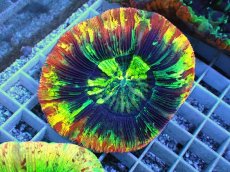 画像1: No.126 オオバナサンゴ スペシャル個体 (1)