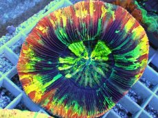 画像2: No.126 オオバナサンゴ スペシャル個体 (2)