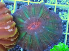 画像1: No.33 コハナガタサンゴ  ツートン (1)