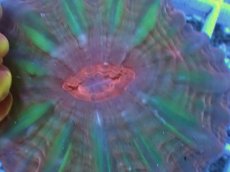 画像2: No.33 コハナガタサンゴ  ツートン (2)