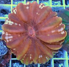 画像1: No.34 コハナガタサンゴ  レッド (1)