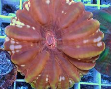 画像2: No.34 コハナガタサンゴ  レッド (2)