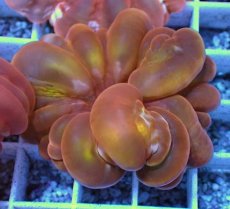 画像1: No.35 コハナガタサンゴ  オレンジレッド (1)