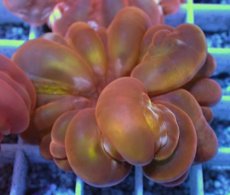 画像2: No.35 コハナガタサンゴ  オレンジレッド (2)