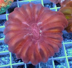 画像1: No.36 コハナガタサンゴ  レッド (1)