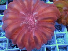 画像2: No.36 コハナガタサンゴ  レッド (2)