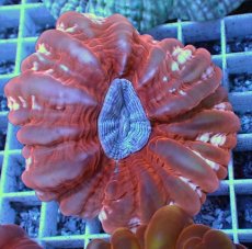 画像1: No.37 コハナガタサンゴ  パープルコア (1)