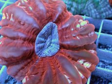 画像2: No.37 コハナガタサンゴ  パープルコア (2)