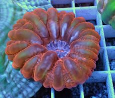 画像1: No.38 コハナガタサンゴ  パープルコア (1)