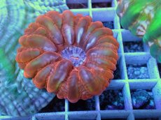 画像2: No.38 コハナガタサンゴ  パープルコア (2)