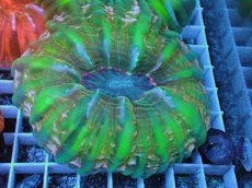 画像1: No.40 コハナガタサンゴ  レッド＆グリーン (1)